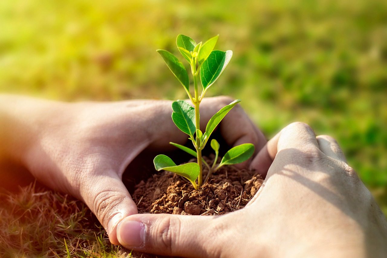 two hands in the shape of a heart cupping a plant in the dirt